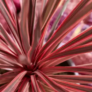Cordyline 'Charlie Boy'